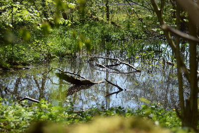 Bird in lake in forest