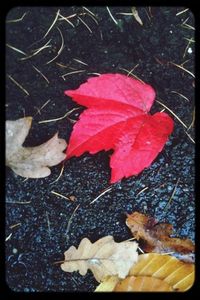 Close-up of maple leaves