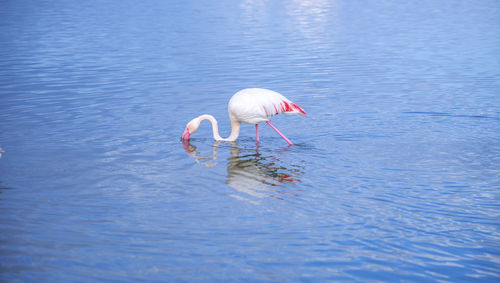 Pink flamingo looks for food in the molentargius pond in cagliari, southern sardinia