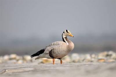 Bar headed goose