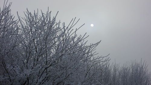 Bare tree against sky