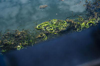 High angle view of plants floating on lake