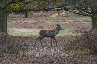 Deer on field