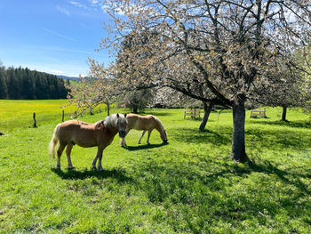 Horses in a field