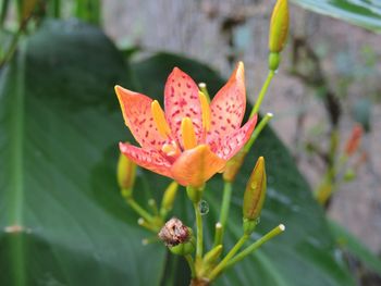 Close-up of pink flower