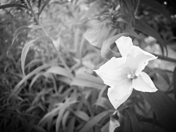 Close-up of flowers blooming outdoors