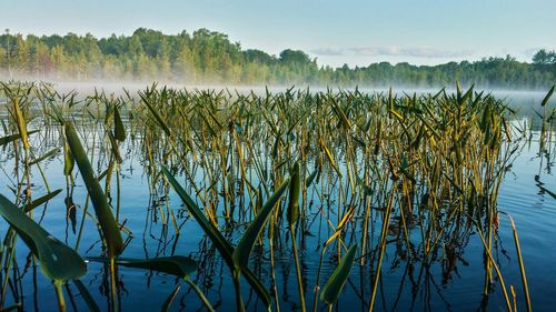Plants growing in lake
