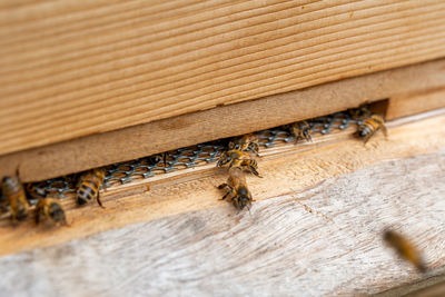 Close-up of bee on wood