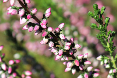 Macro of delicate flowers on a heather plant