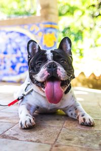 Close-up of dog sticking out tongue while lying on floor