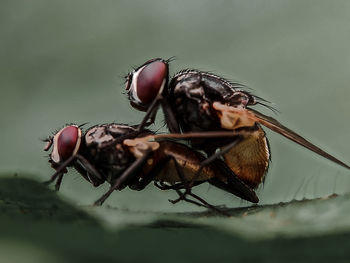 Close-up of fly