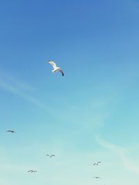 Low angle view of birds flying against clear sky