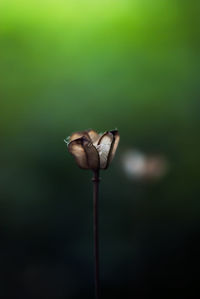 Close-up of white flower bud