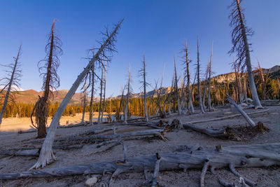 Dead trees from a wildfire in foreground with horseshoe lake lit by golden hour light 