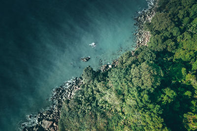 High angle view of trees and rocks in sea