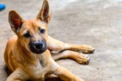 Close-up portrait of a dog