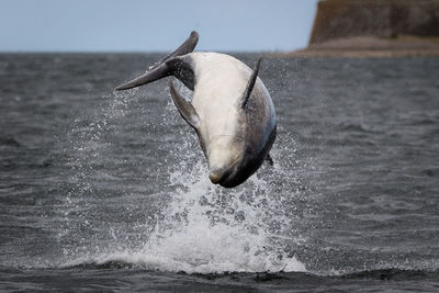 Close-up of dolphin in sea