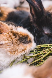 Close-up of cat sleeping