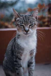 Close-up of a cat looking away