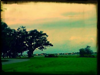 Trees on field against sky