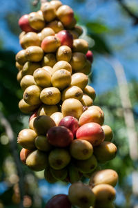 Close-up of robusta fruit