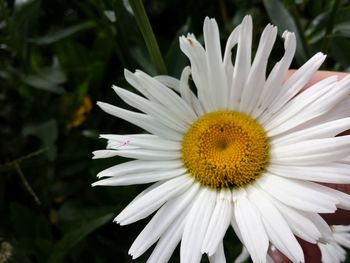 Close-up of daisy blooming outdoors