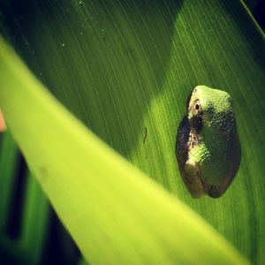 Close-up of green insect on leaf