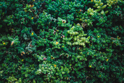 High angle view of plants growing on plant