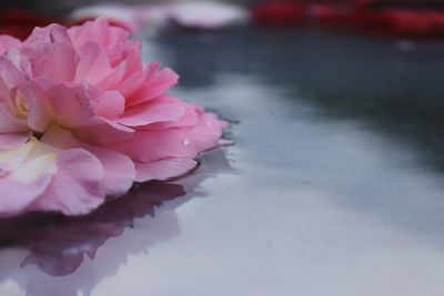 Close-up of pink rose flower