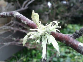 Close-up of white flowers