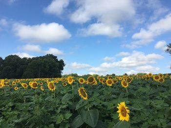 Yellow flowers on field against cloudy sky