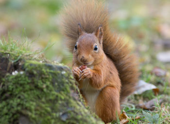 Close-up of squirrel eating outdoors