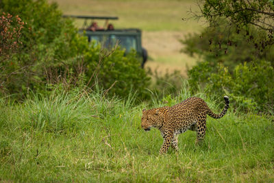 View of a cat on field