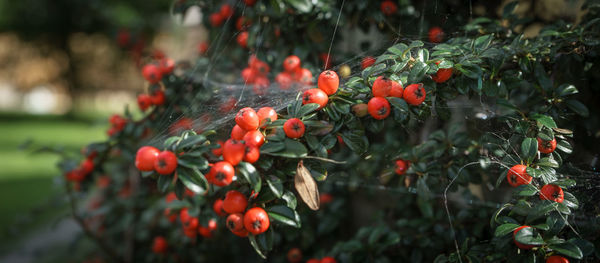 Close-up of red berries growing on tree