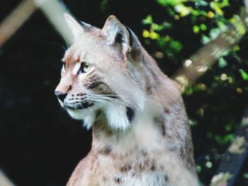 Close-up of a cat looking away