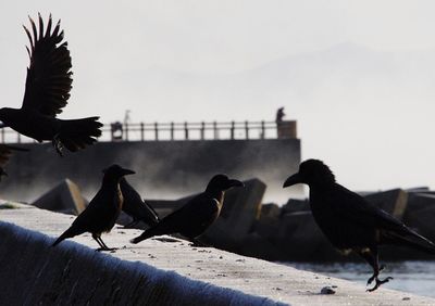 Birds perching on railing against sky