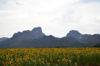 Scenic view of sunflower field against cloudy sky