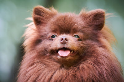 Close-up portrait of dog