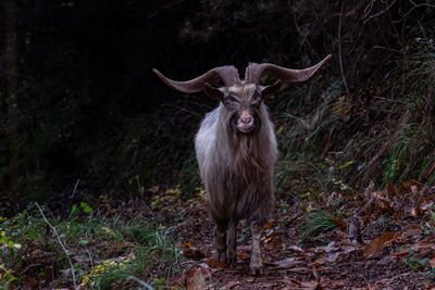 Wild goats of the portofino mountain