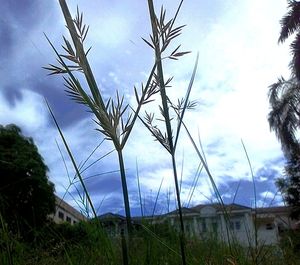 Low angle view of plants against sky