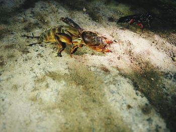 High angle view of insect on sea