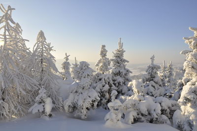 Snow covered trees against clear sky