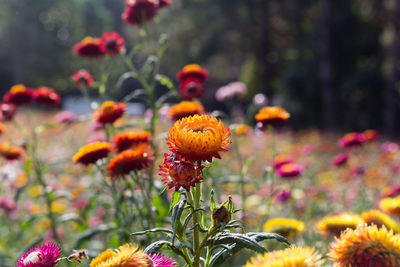 Close-up of yellow flowering plant