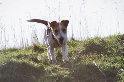 Portrait of dog standing on field