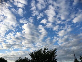 Low angle view of trees against blue sky