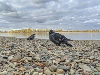 View of bird perching on rock in lake
