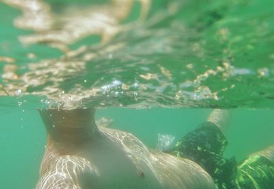 Close-up of fish swimming in sea
