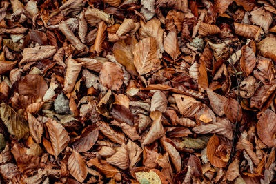 Dried leaves walking in the forest