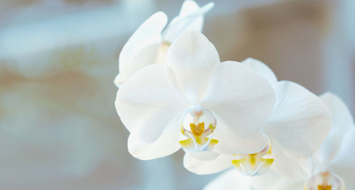 Close-up of thai white orchid flower copy space