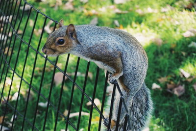 Close-up of squirrel on fence